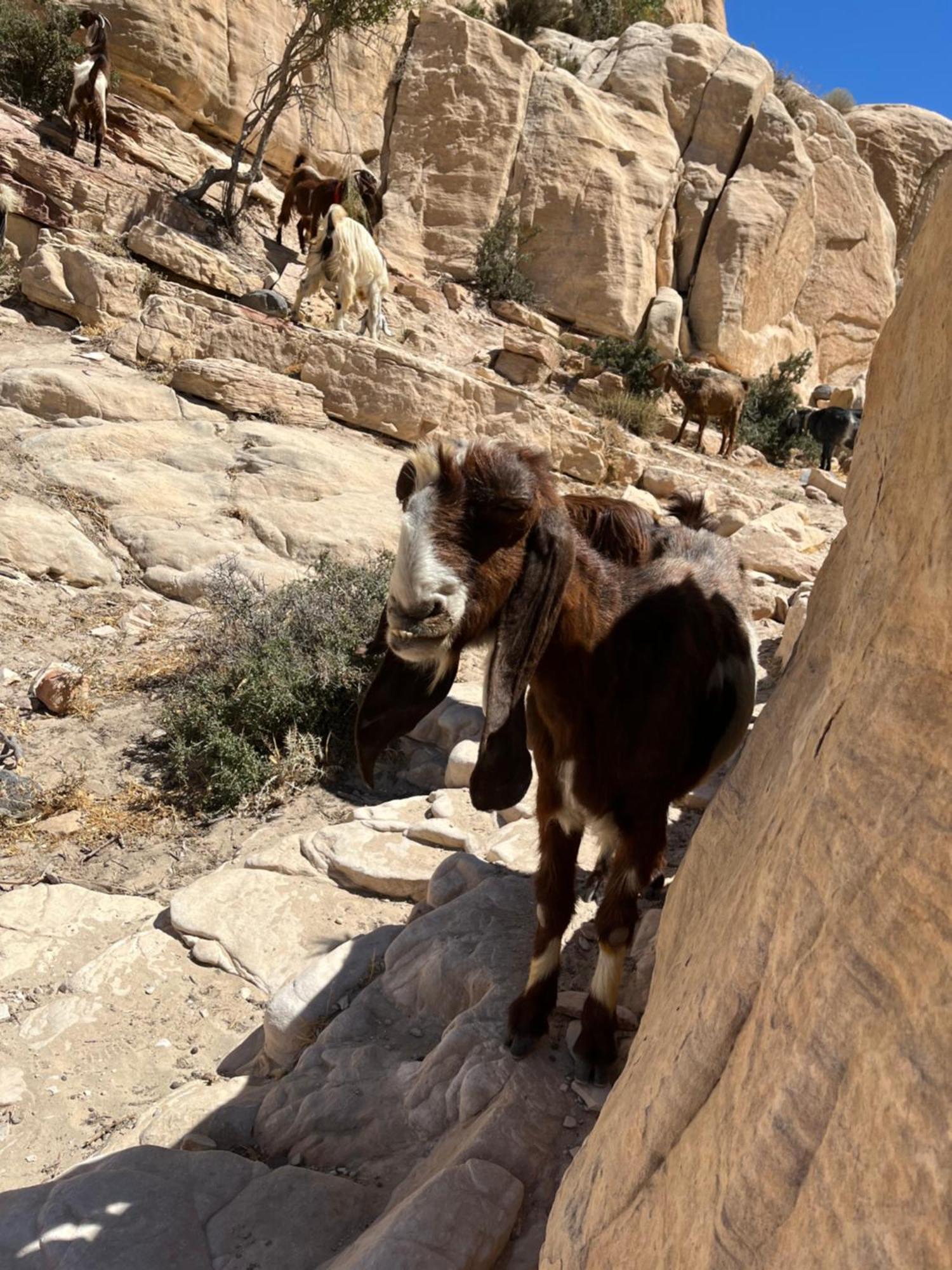 Al-Nawatef Eco Camp- Dana Nature Reserve Exteriör bild